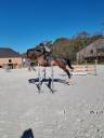 Castrone sBs Cavallo da Sport Belgio In vendita 2018 Baio