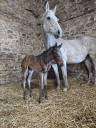Puledra Sella Francese In vendita 2026 Baio scuro ,  HEROE DE CAFENY