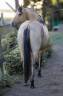 Spooks Whiz Crome 86 - Quarter Horse 2022 ,  BLACKBURNS SMOKN ICE