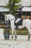 Stallone Lusitano In vendita 2014 Bianco ,  ADIDO INTERAGRO