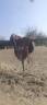 Sella da dressage Henri de Rivel  17.5" - 2014