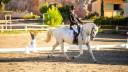 Castrone Lipizzan In vendita 2018 Grigio