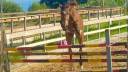 Castrone S.I. 4 anni