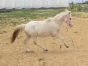 Puledro Welsh Poney (Sezione A) In vendita 2024 Grigio