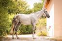 Castrone Cavallo da Sport Irlandese In vendita 2022 Grigio ,  Don vhp z