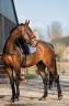 Cavalla KWPN Cavallo da Sport Neerlandese In vendita 2022 Scuro ,  Giano
