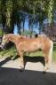 Castrone Haflinger In vendita 2023 Sauro ,  Laurier Strasbourg