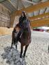 haras de la gerillais  