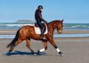 Castrone Lusitano In vendita 2019 Baio