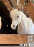 Castrone PFS Pony Francese da Sella In vendita 2017 Palomino ,  SNOOPY DES ETISSES (PFS)