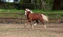 Castrone Welsh Poney (Sezione B) In vendita 2024 Crine lavato ,  KELHIOS DES BERTAINES
