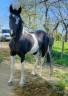 Intero Barock Pinto In vendita 2021 Pezzato ,  Harry des marleres