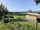 Azienda equestre In vendita Rh&ocirc;ne