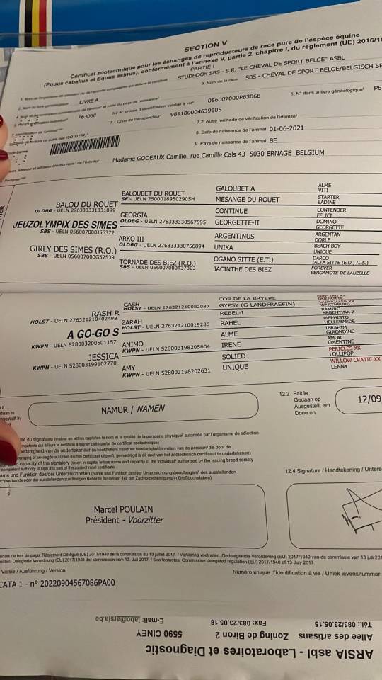 Castrone sBs Cavallo da Sport Belgio In vendita 2021 Baio