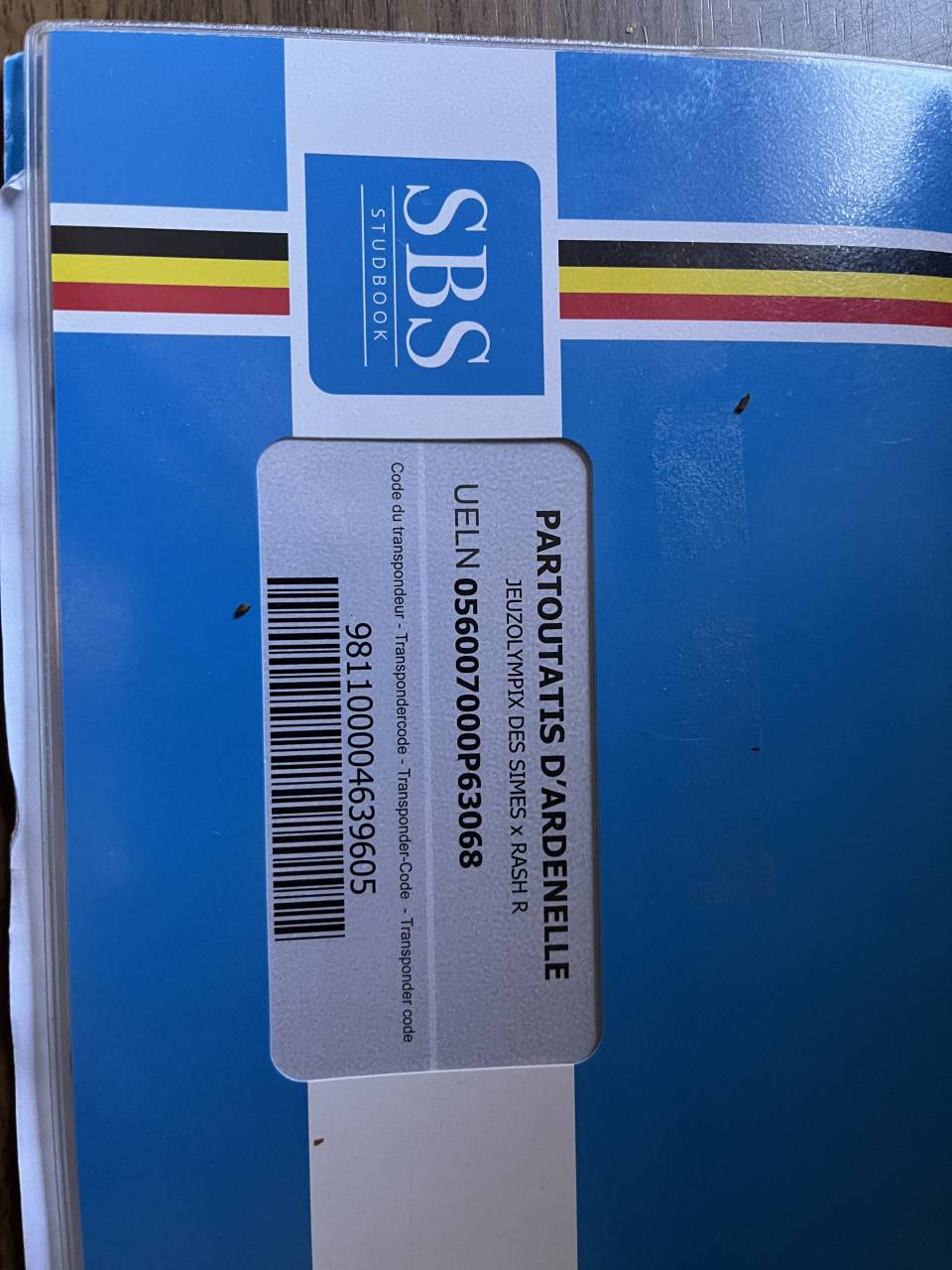 Castrone sBs Cavallo da Sport Belgio In vendita 2021 Baio