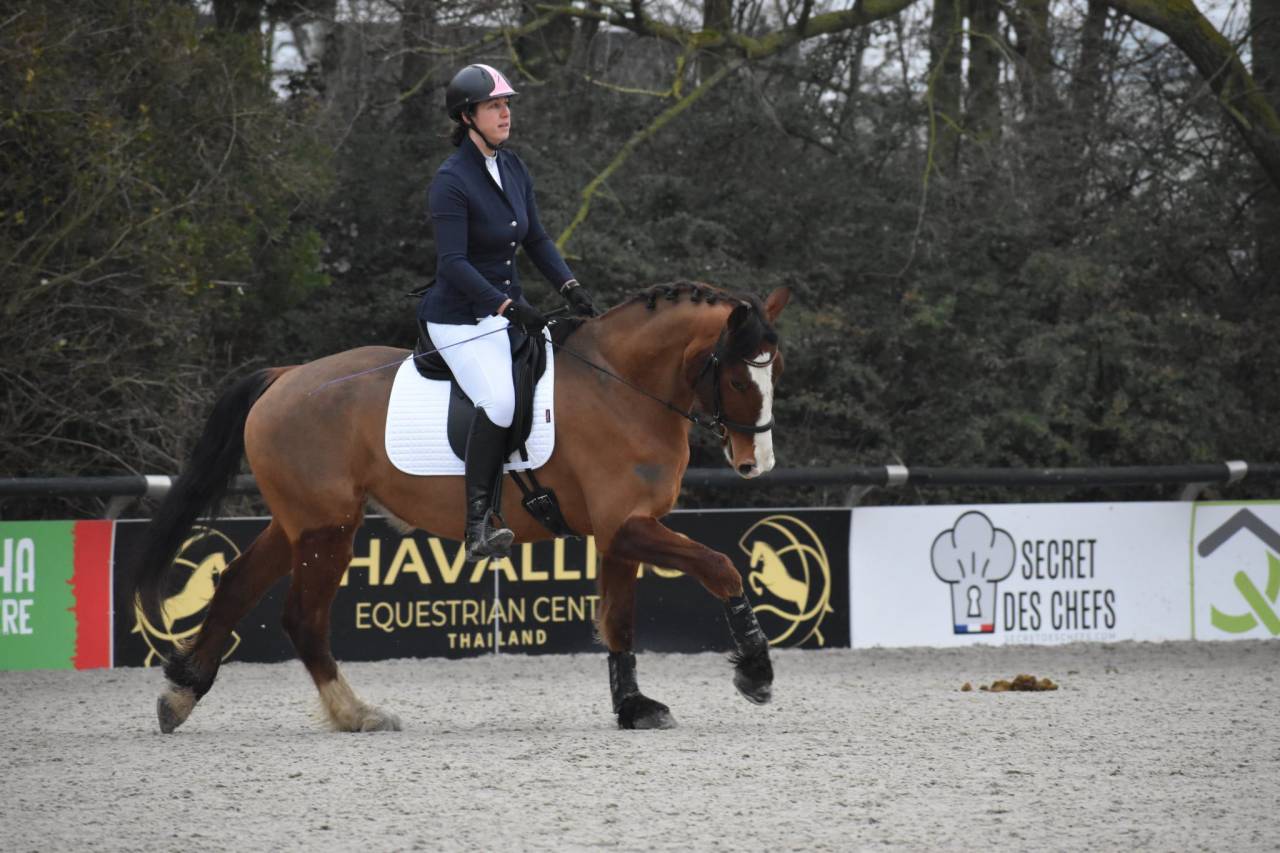 Castrone Franche-Montagne In vendita 2020 Baio