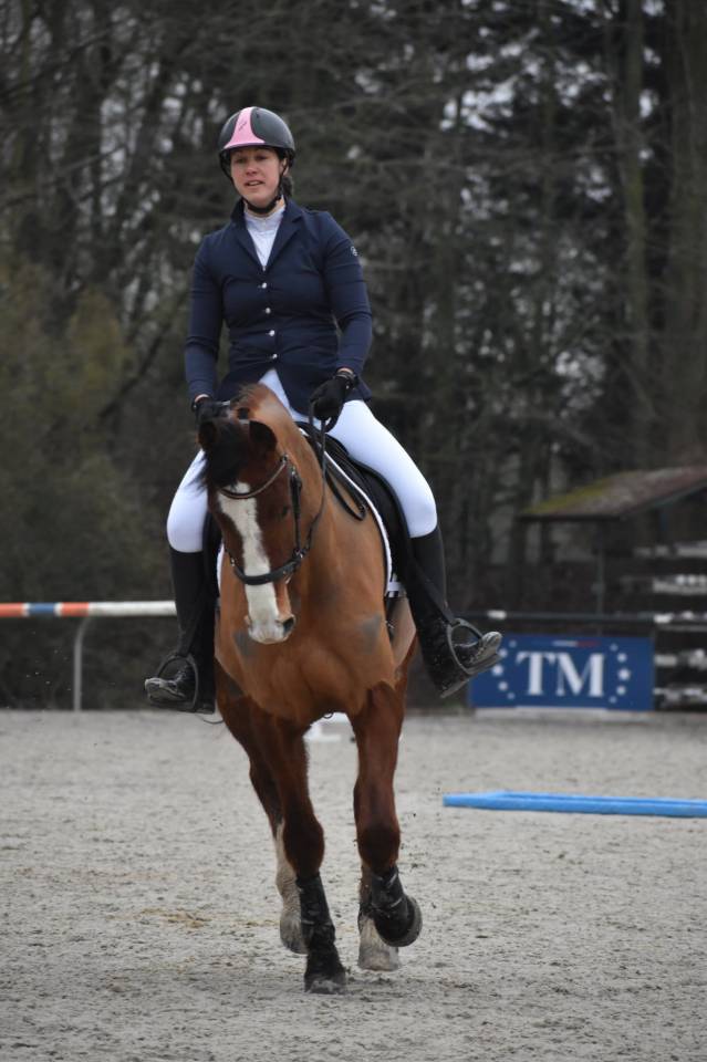 Castrone Franche-Montagne In vendita 2020 Baio