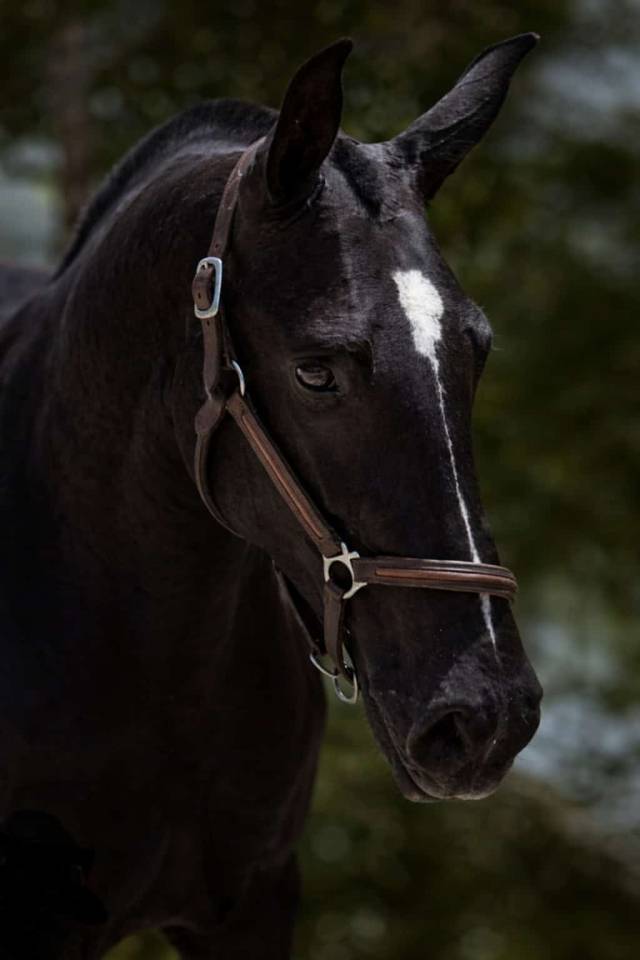 Cavalla PRE Andaluso In vendita 2018 Nero