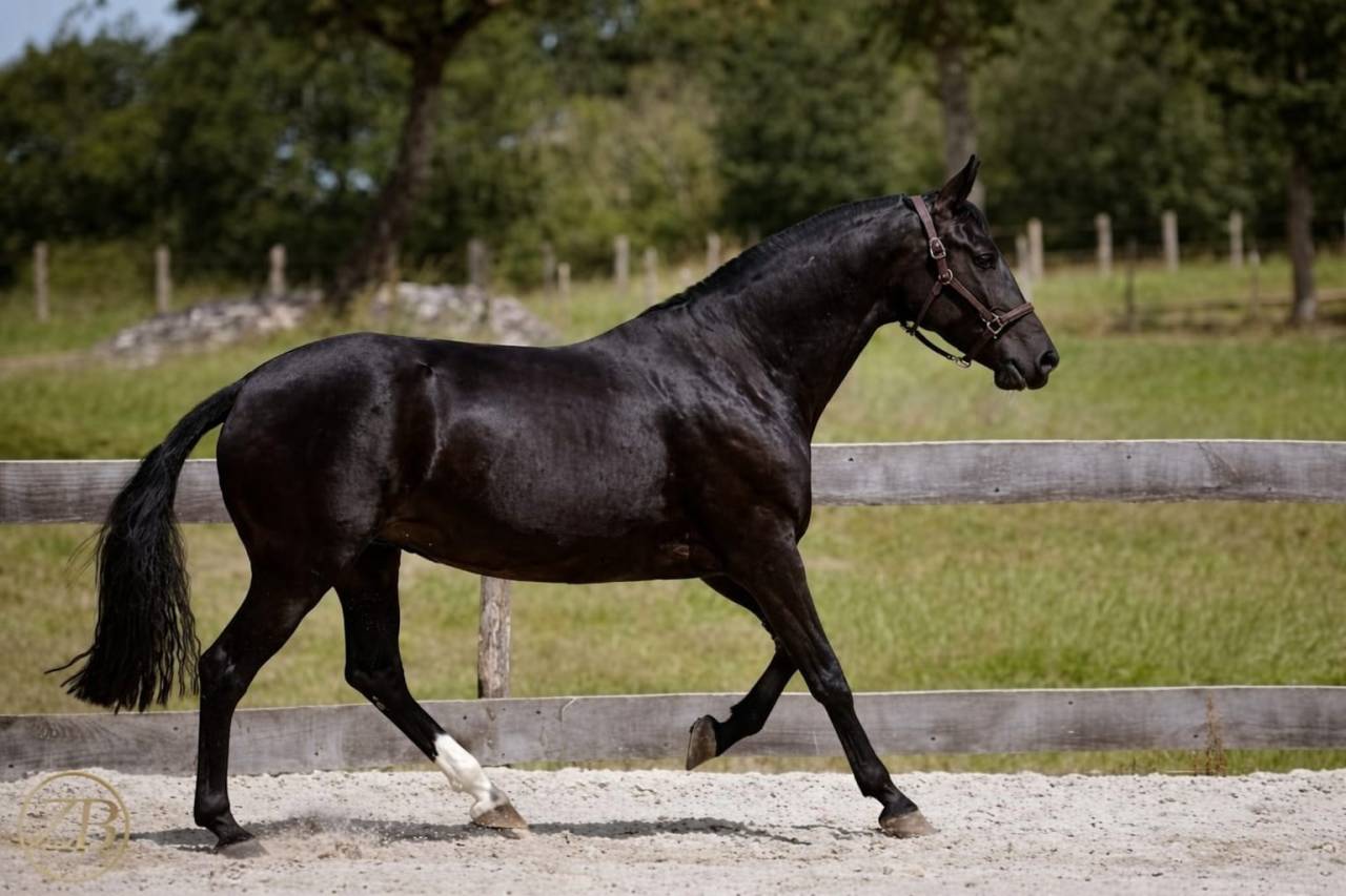 Cavalla PRE Andaluso In vendita 2018 Nero