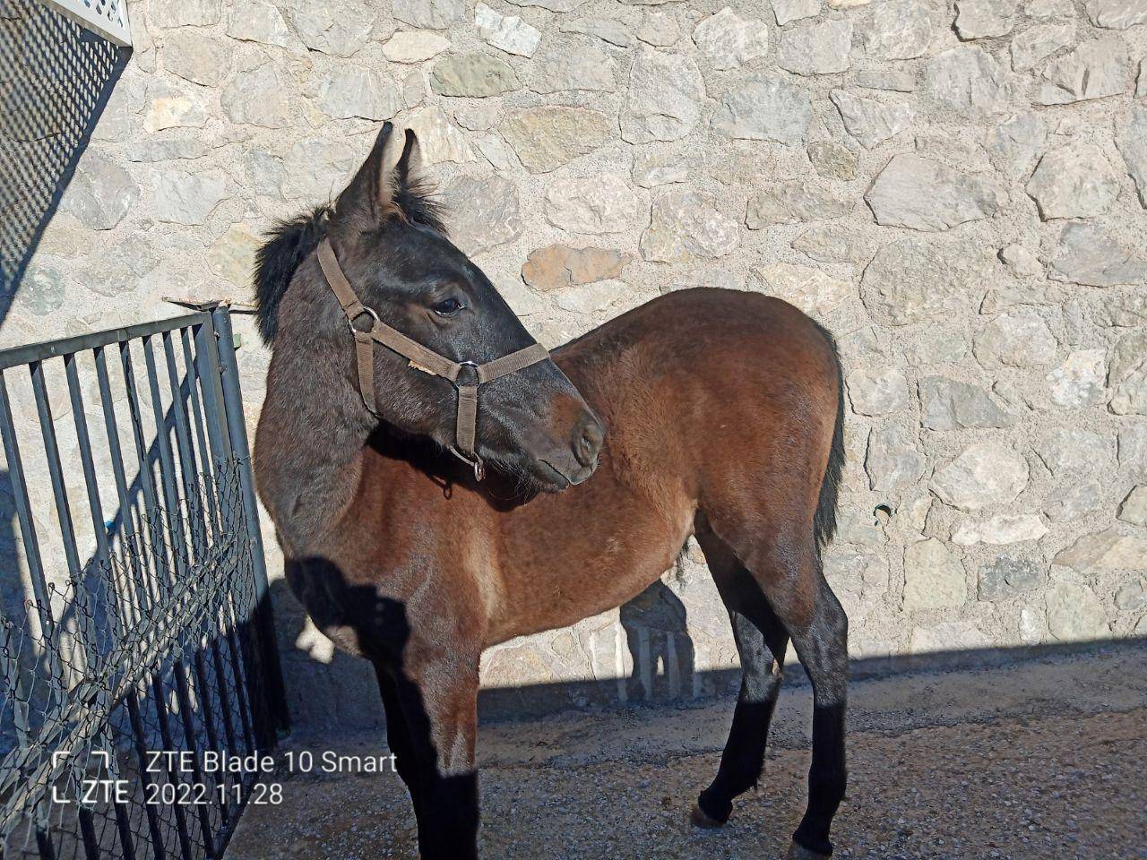 Castrone PRE Andaluso In vendita 2022 Grigio ,  INDEXADO