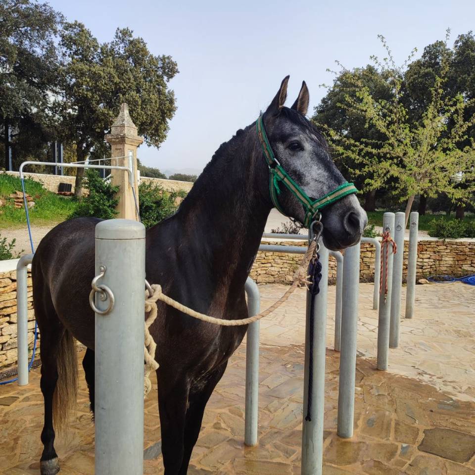 Castrone PRE Andaluso In vendita 2022 Grigio ,  INDEXADO