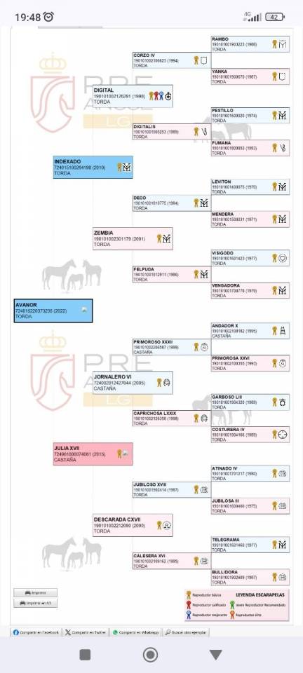 Castrone PRE Andaluso In vendita 2022 Grigio ,  INDEXADO