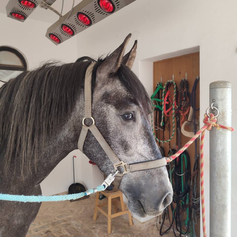 Castrone PRE Andaluso In vendita 2022 Grigio ,  INDEXADO