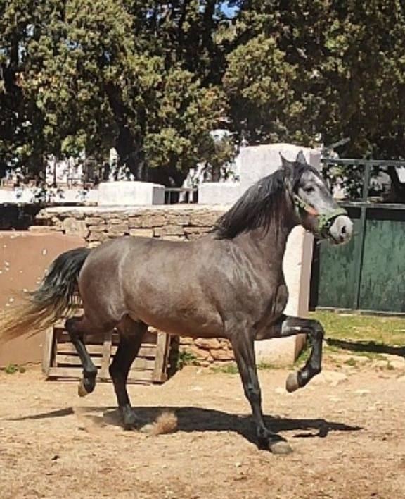 Castrone PRE Andaluso In vendita 2022 Grigio ,  INDEXADO