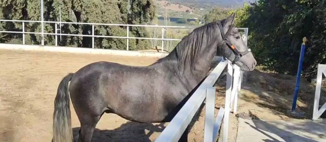 Castrone PRE Andaluso In vendita 2022 Grigio ,  INDEXADO