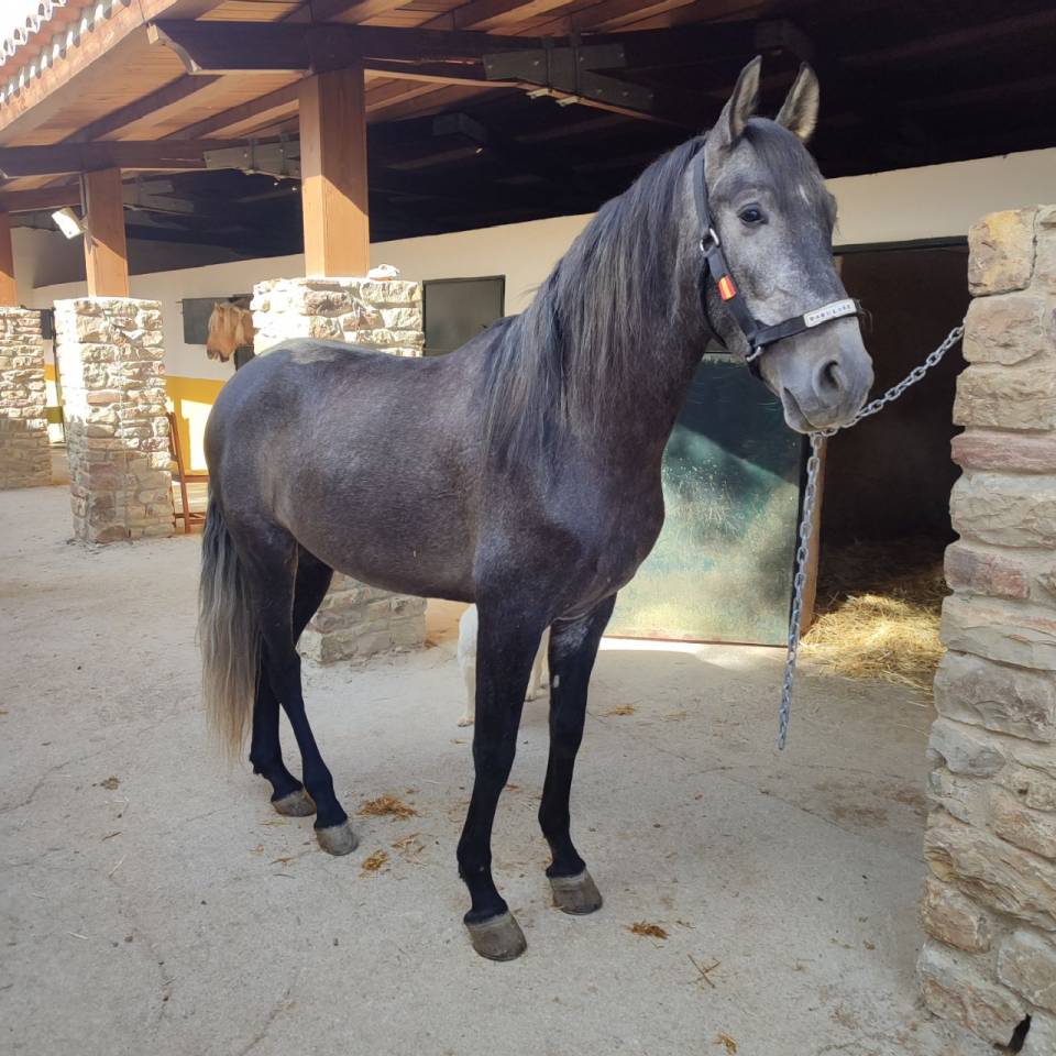 Castrone PRE Andaluso In vendita 2022 Grigio ,  INDEXADO