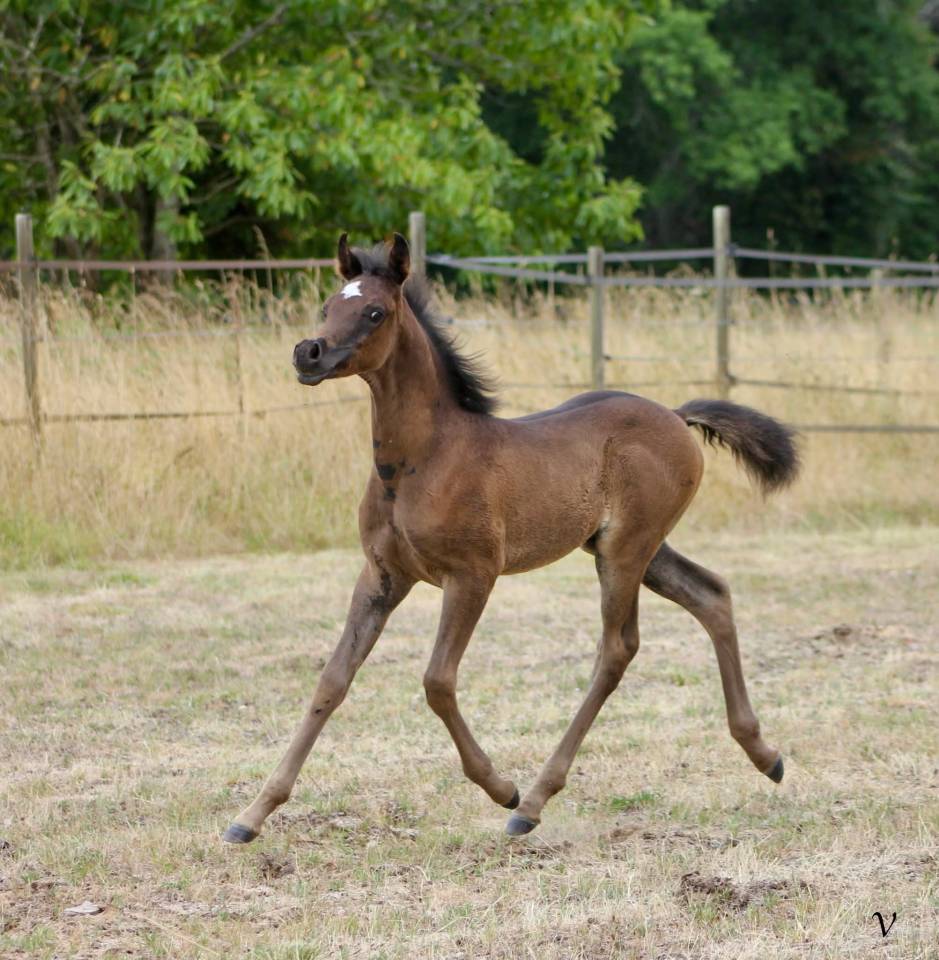 Intero Arabo In vendita 2025 Nero ,  Black Shivas.