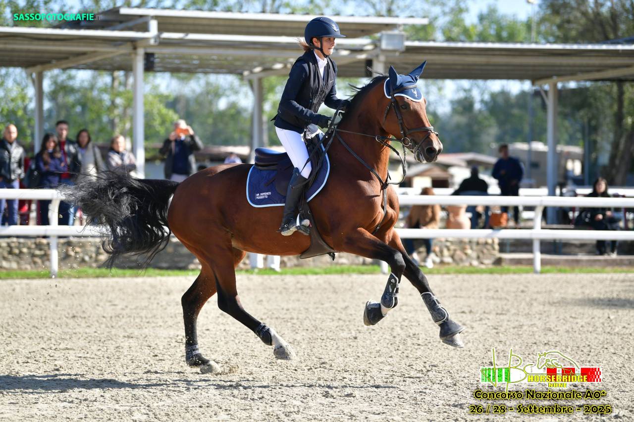 Cavalla da salto ostacoli, di 10 anni, Sella Francese