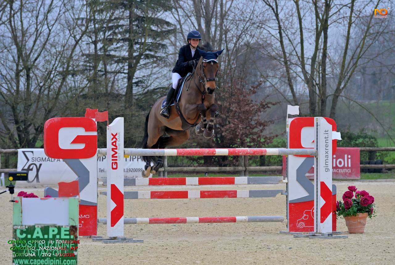 Cavalla da salto ostacoli, di 10 anni, Sella Francese