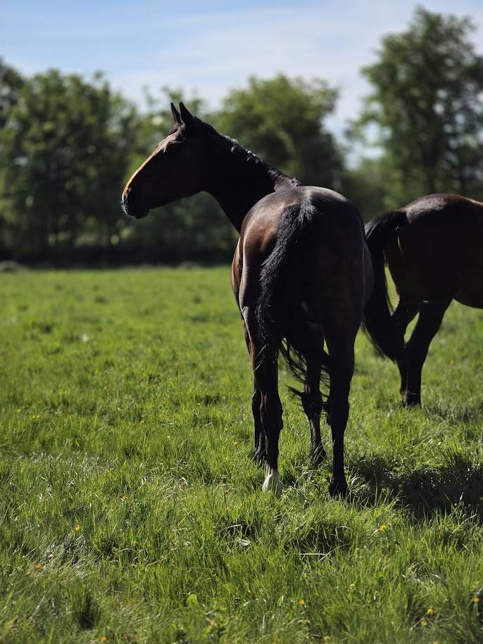 Cavalla Sella Francese In vendita 2008 Baio scuro
