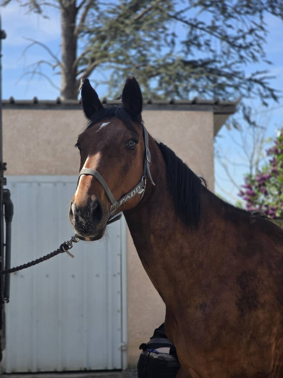 Cavalla Sella Francese In vendita 2008 Baio scuro