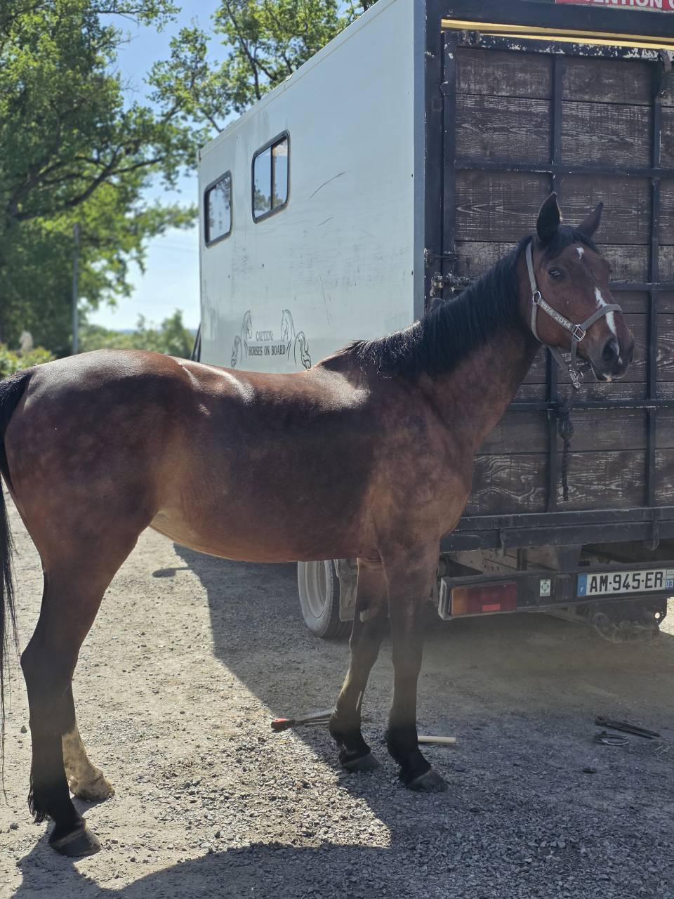 Cavalla Sella Francese In vendita 2008 Baio scuro