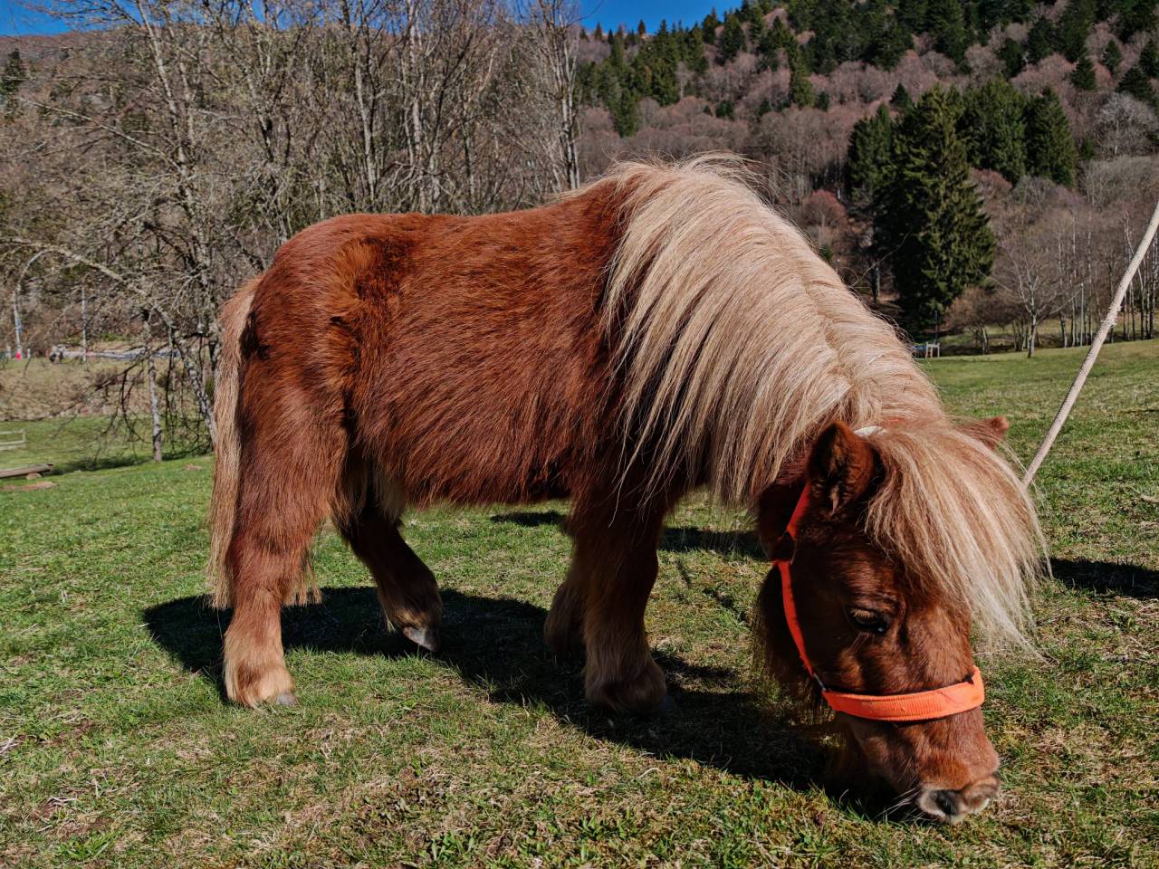 Castrone Shetland In vendita 2006 Altro colore