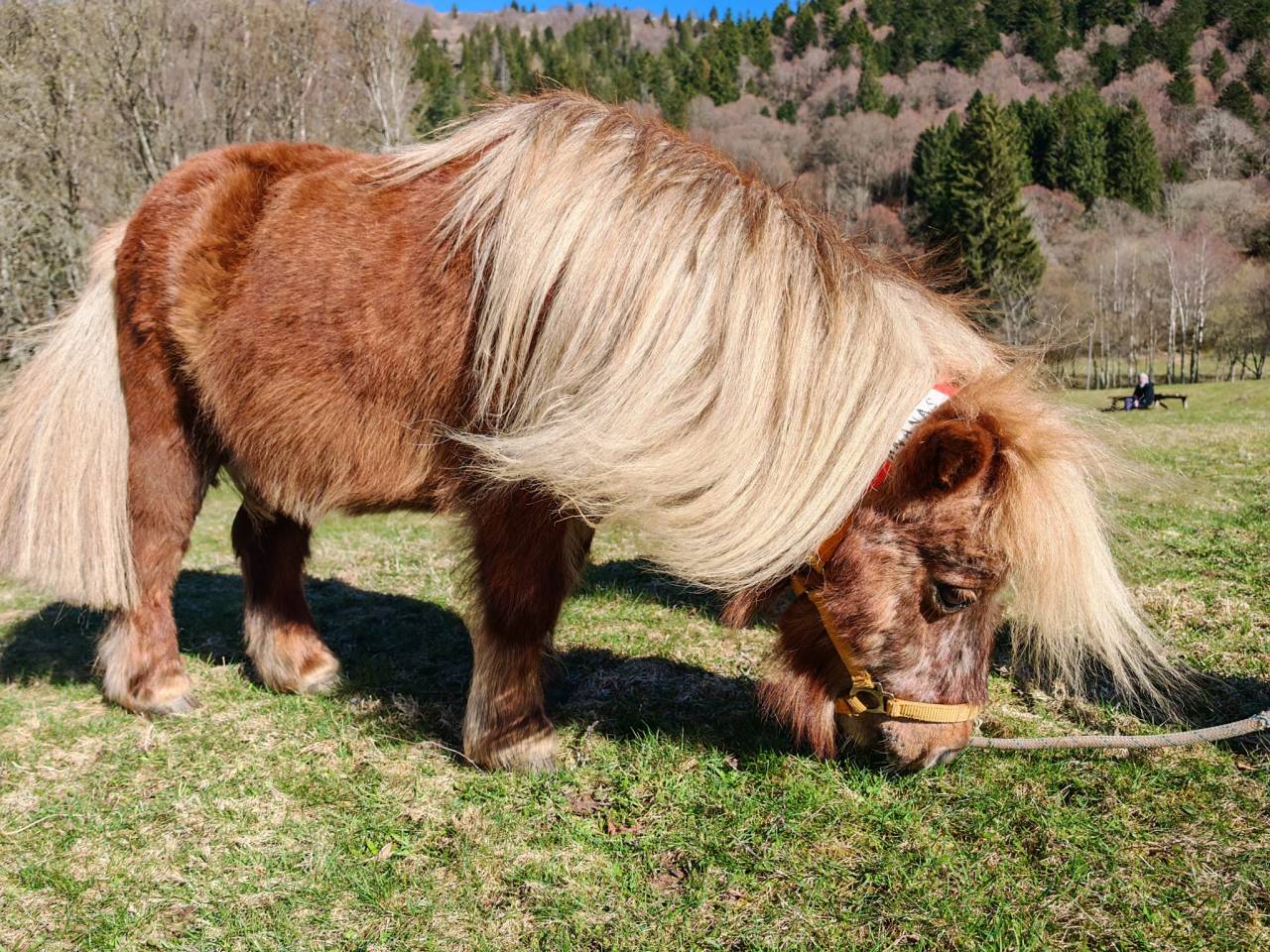 Castrone Shetland In vendita 2006 Altro colore