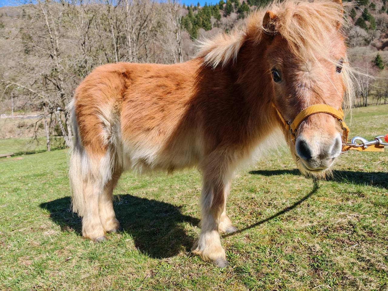 Castrone Shetland In vendita 2006 Altro colore