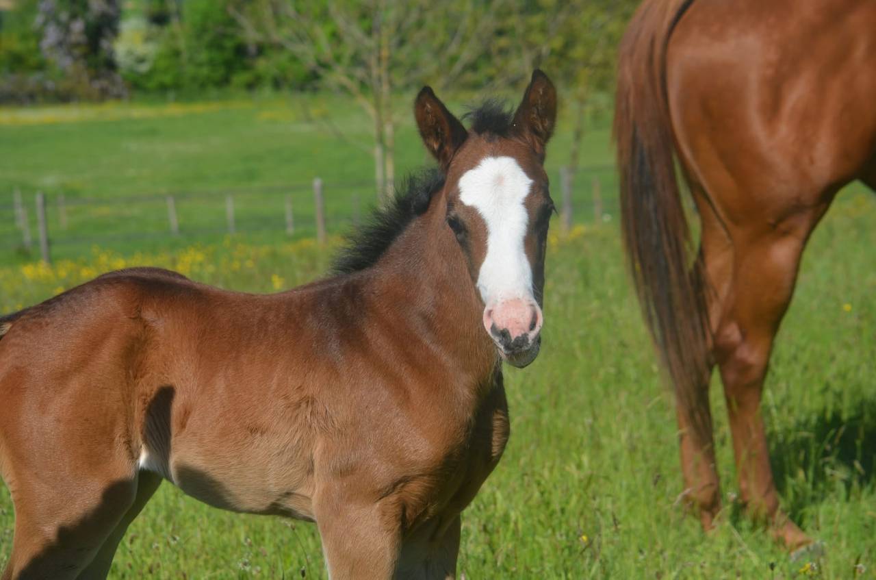 Puledra Paint Horse In vendita 2026 Baio ,  Classic cowboy spirit