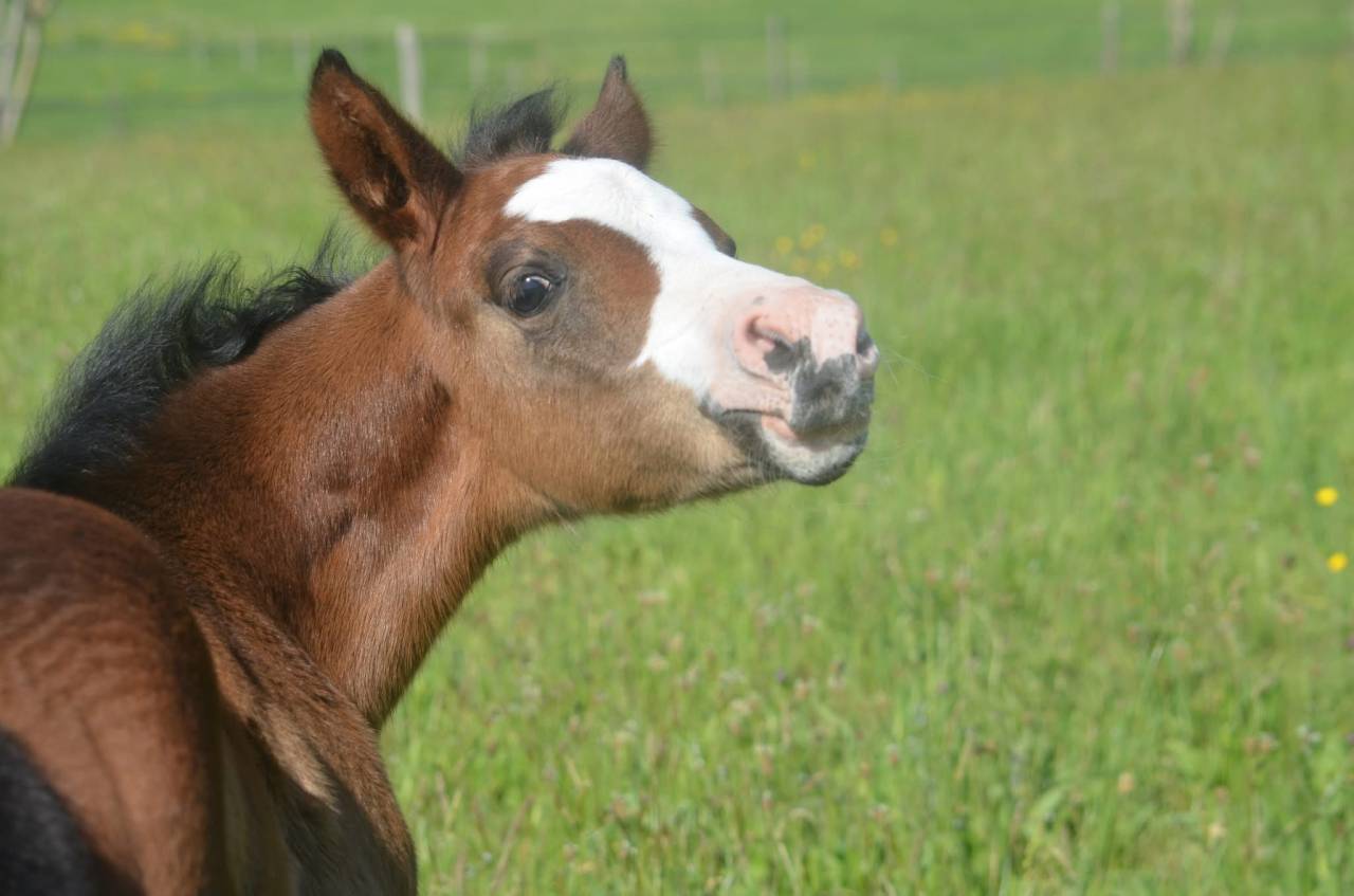 Puledra Paint Horse In vendita 2026 Baio ,  Classic cowboy spirit