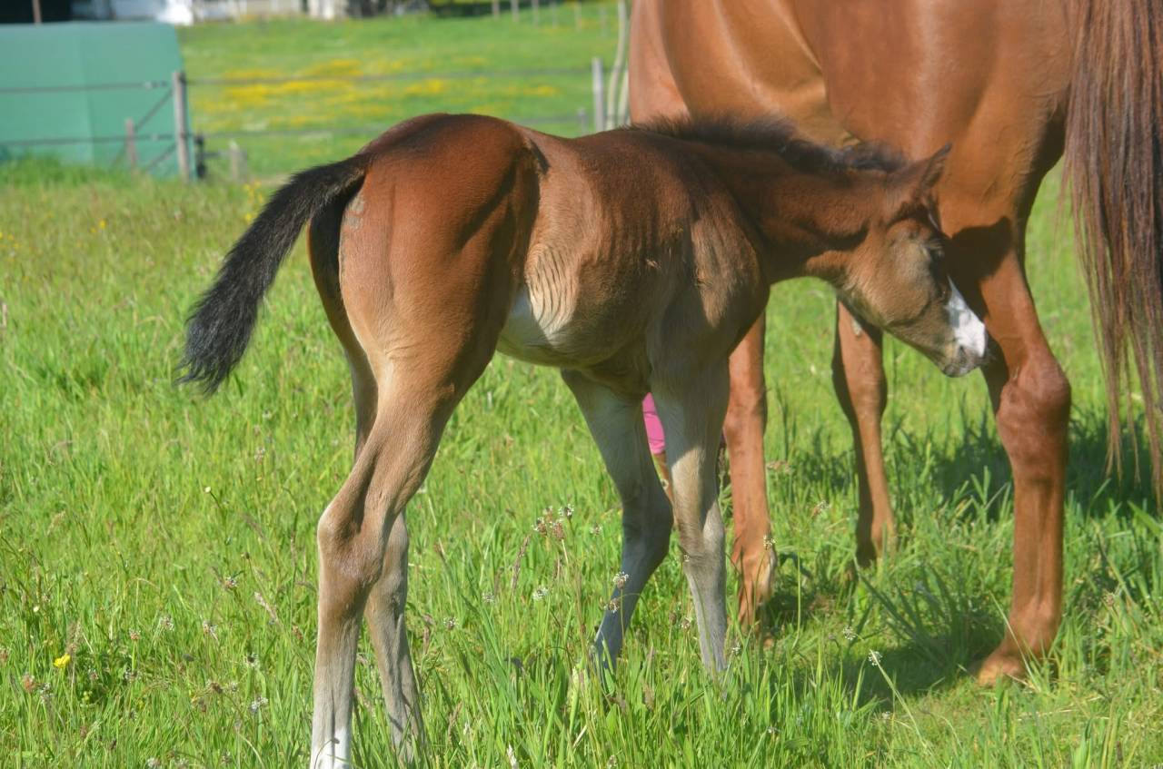 Puledra Paint Horse In vendita 2026 Baio ,  Classic cowboy spirit