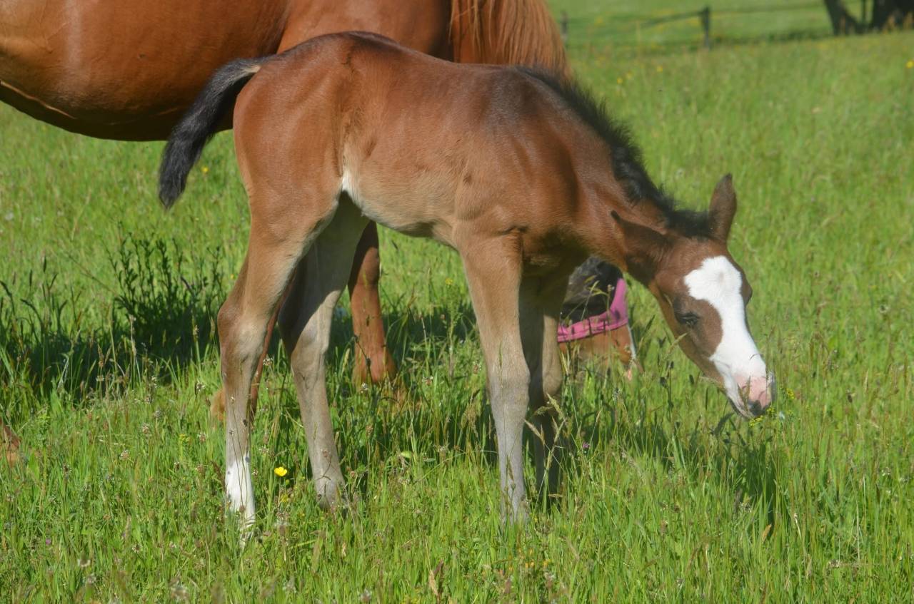 Puledra Paint Horse In vendita 2026 Baio ,  Classic cowboy spirit