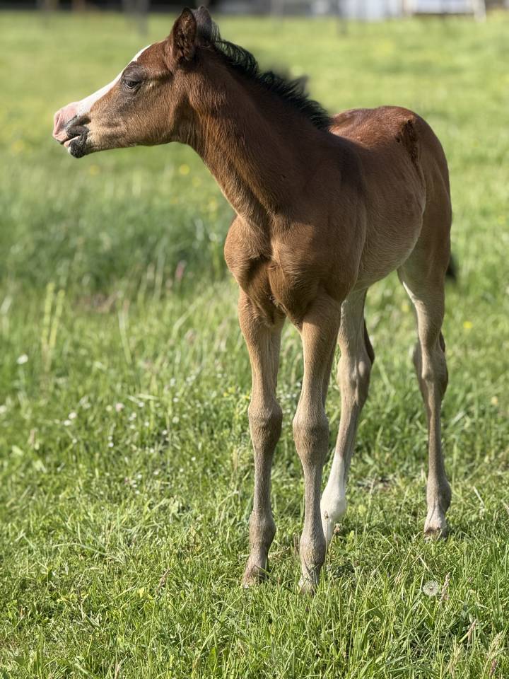 Puledra Paint Horse In vendita 2026 Baio ,  Classic cowboy spirit