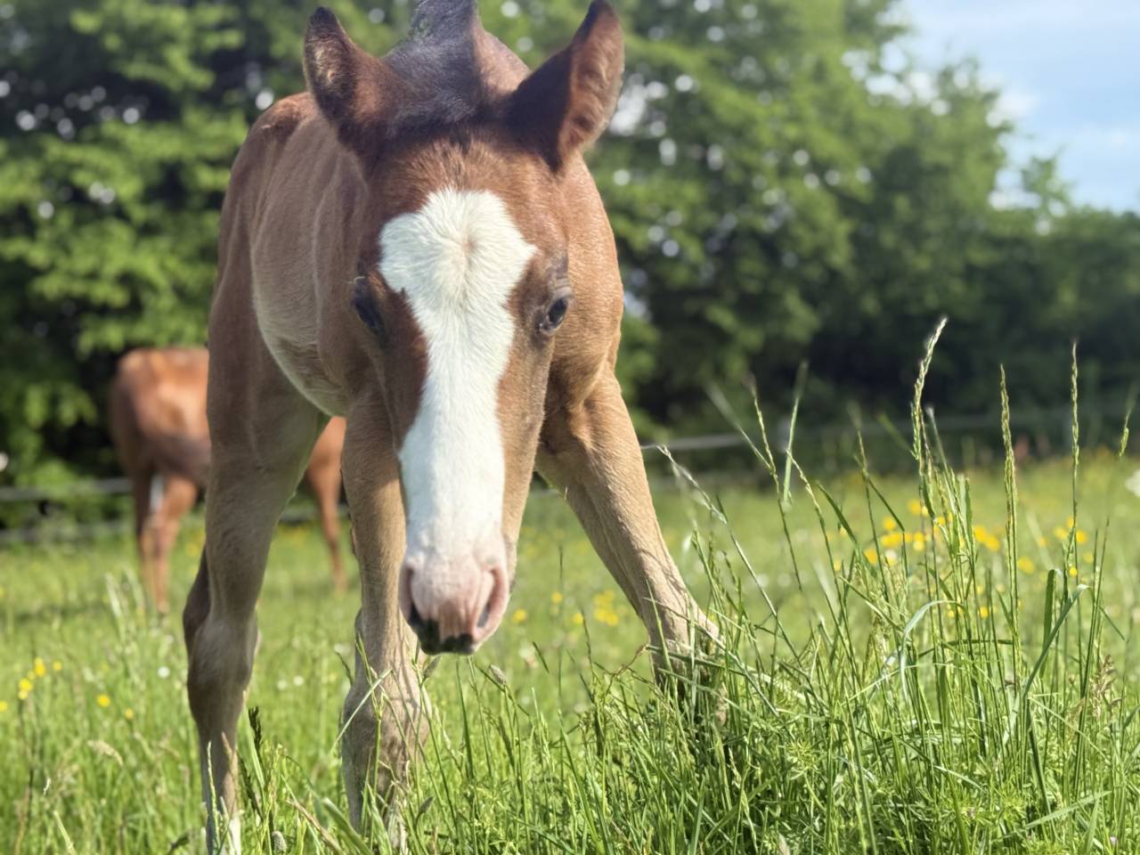 Puledra Paint Horse In vendita 2026 Baio ,  Classic cowboy spirit