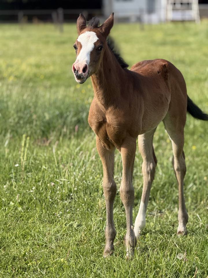 Puledra Paint Horse In vendita 2026 Baio ,  Classic cowboy spirit