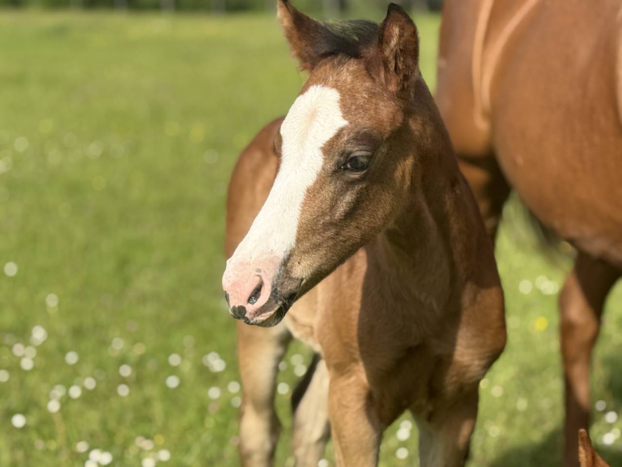 Puledra Paint Horse In vendita 2026 Baio ,  Classic cowboy spirit