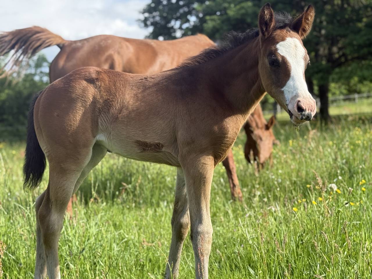 Puledra Paint Horse In vendita 2026 Baio ,  Classic cowboy spirit