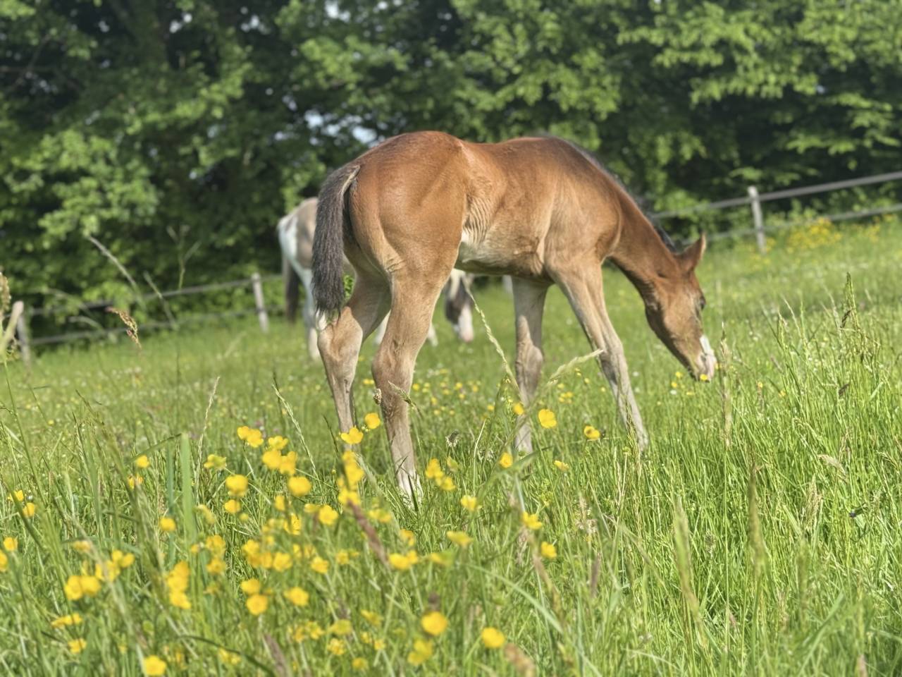 Puledra Paint Horse In vendita 2026 Baio ,  Classic cowboy spirit