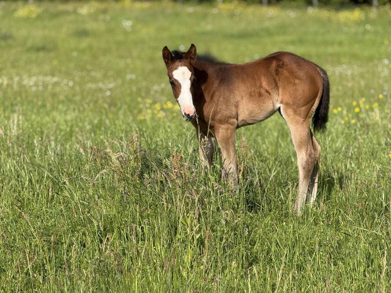 Puledra Paint Horse In vendita 2026 Baio ,  Classic cowboy spirit